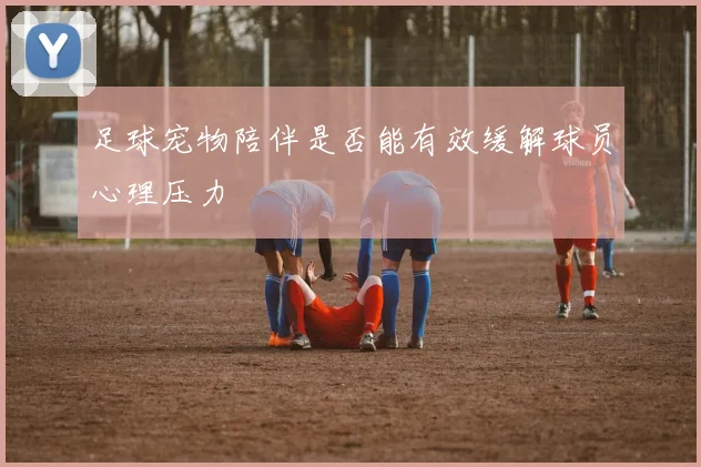 足球宠物陪伴是否能有效缓解球员心理压力